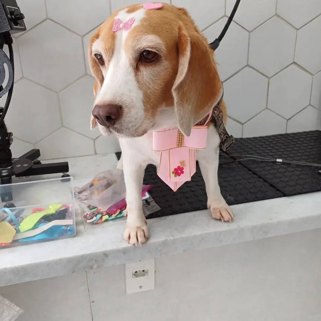 Tozza VIP Beagle